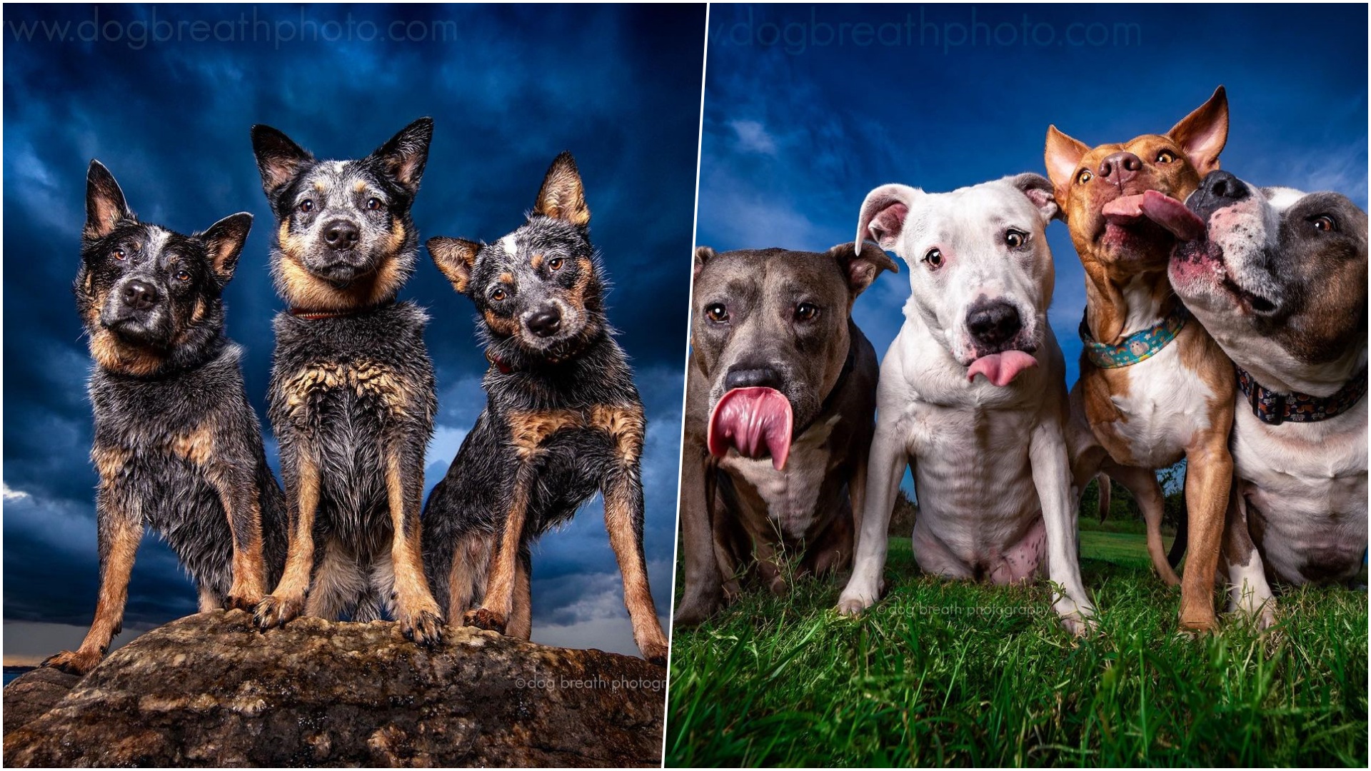 Собачьи портреты: Kaylee Greer photography