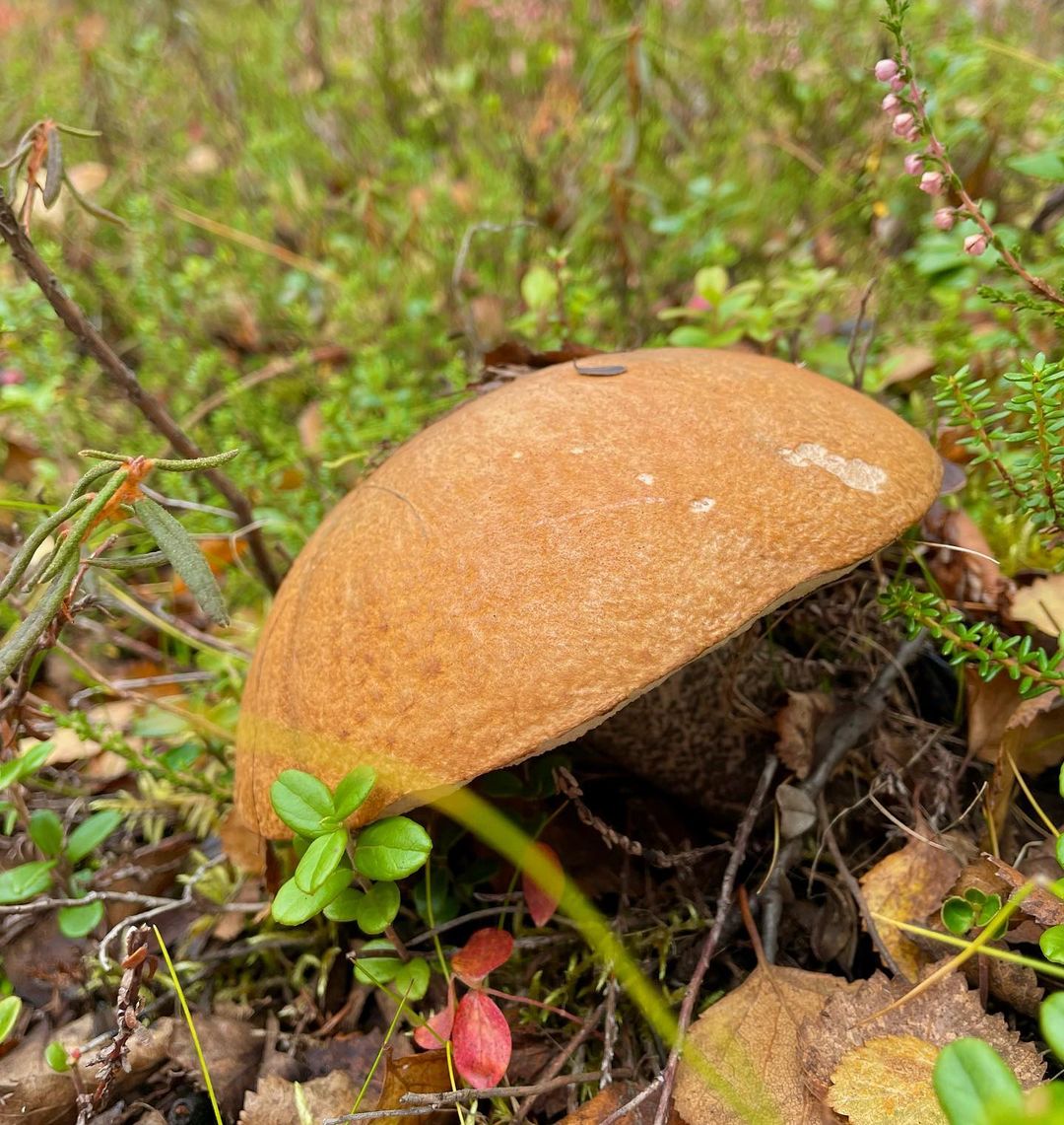 irinabrizitskaya (3)