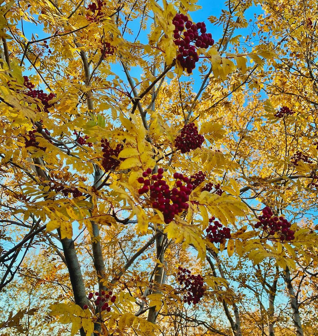 irinabrizitskaya (6)