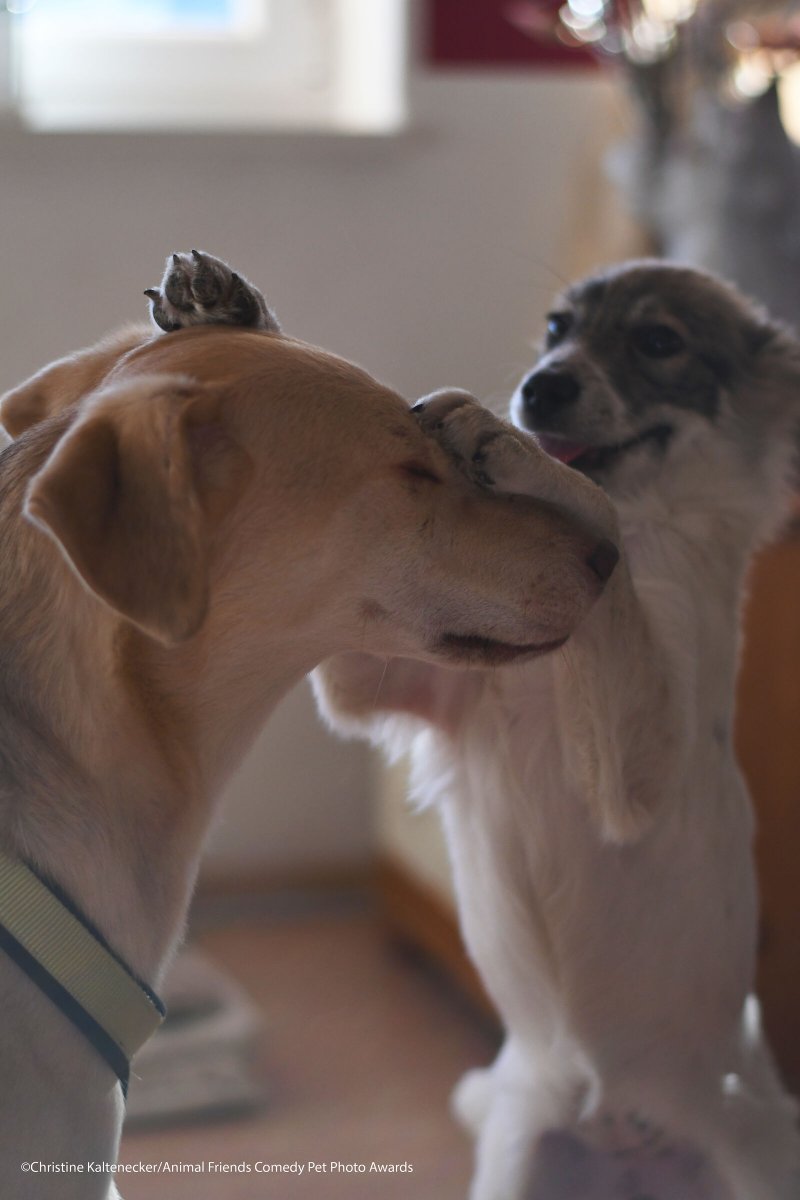 Comedy-Pet-Photo-Awards-2021-10.jpg