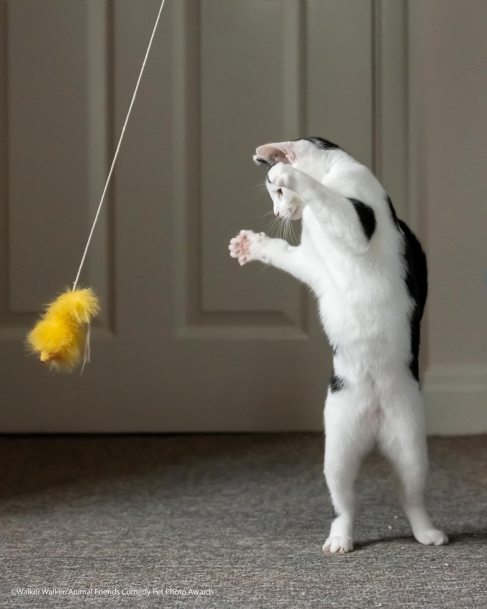 Comedy-Pet-Photo-Awards-2021-11.jpg