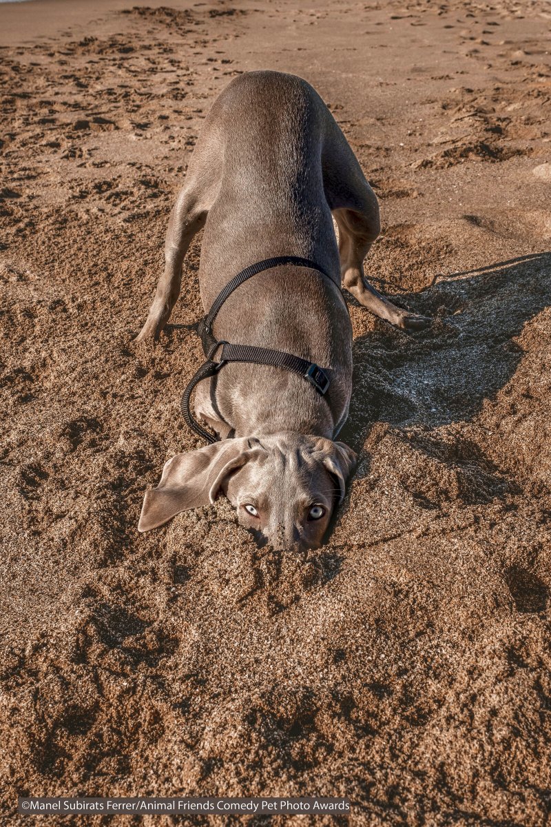 Comedy-Pet-Photo-Awards-2021-12.jpg