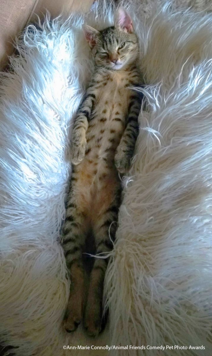 Comedy-Pet-Photo-Awards-2021-14.jpg
