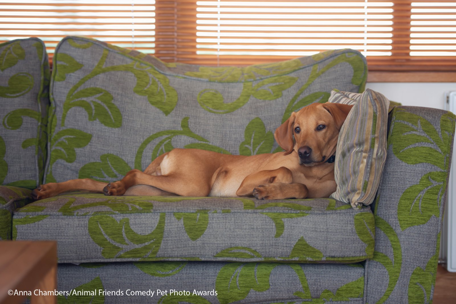Comedy-Pet-Photo-Awards-2021-15.jpg