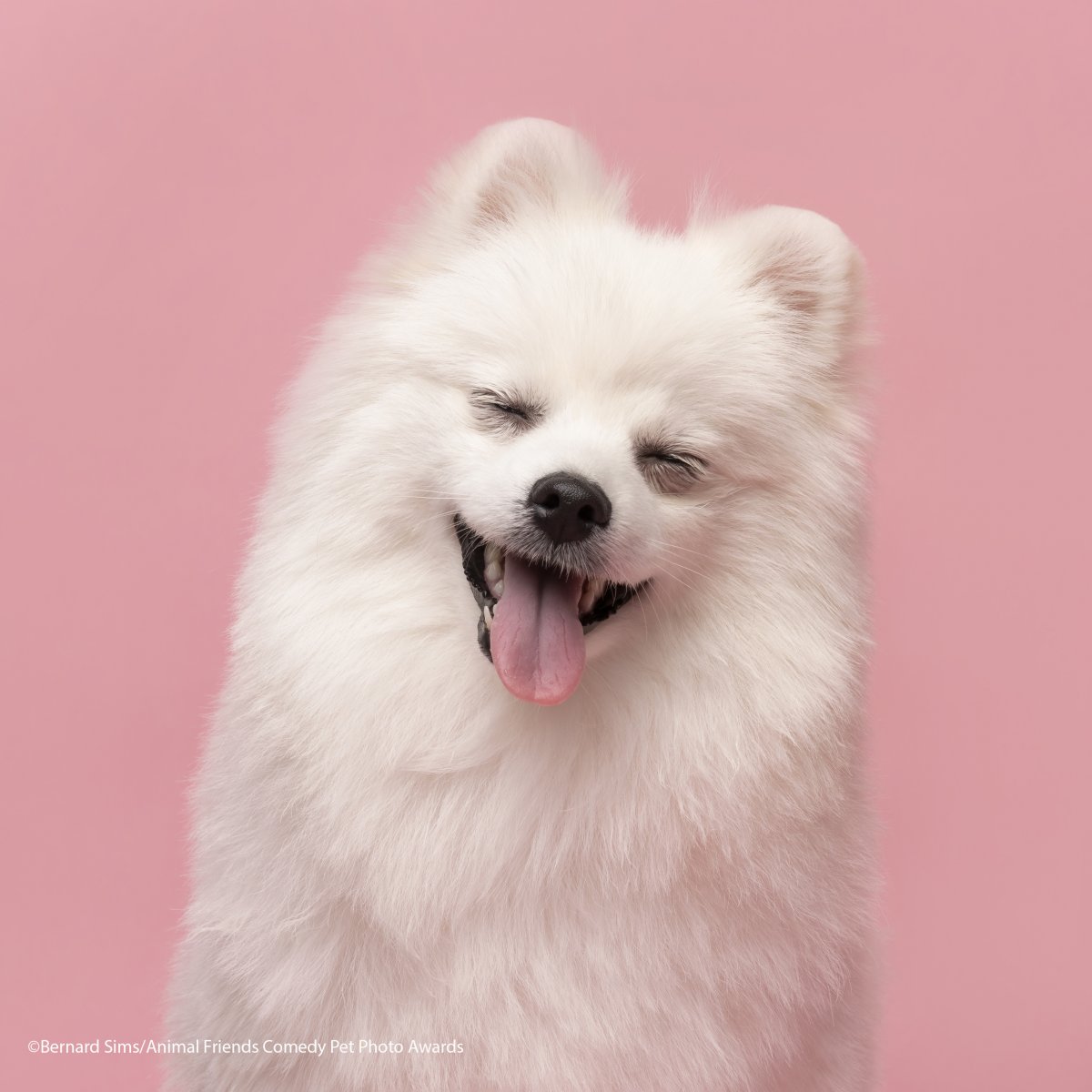 Comedy-Pet-Photo-Awards-2021-16.jpg