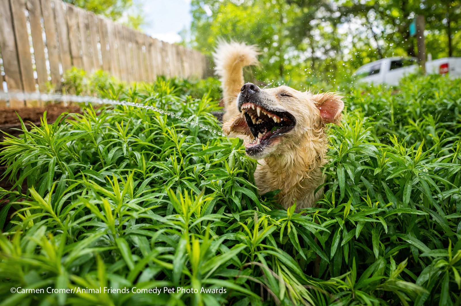Comedy-Pet-Photo-Awards-2021-17.jpg