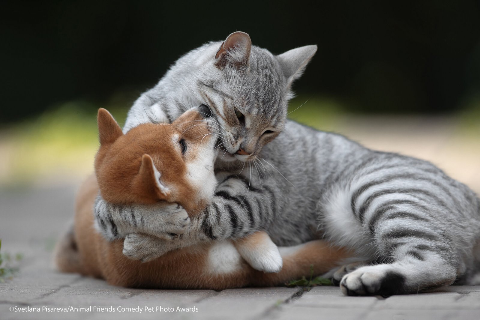 Comedy-Pet-Photo-Awards-2021-2.jpg