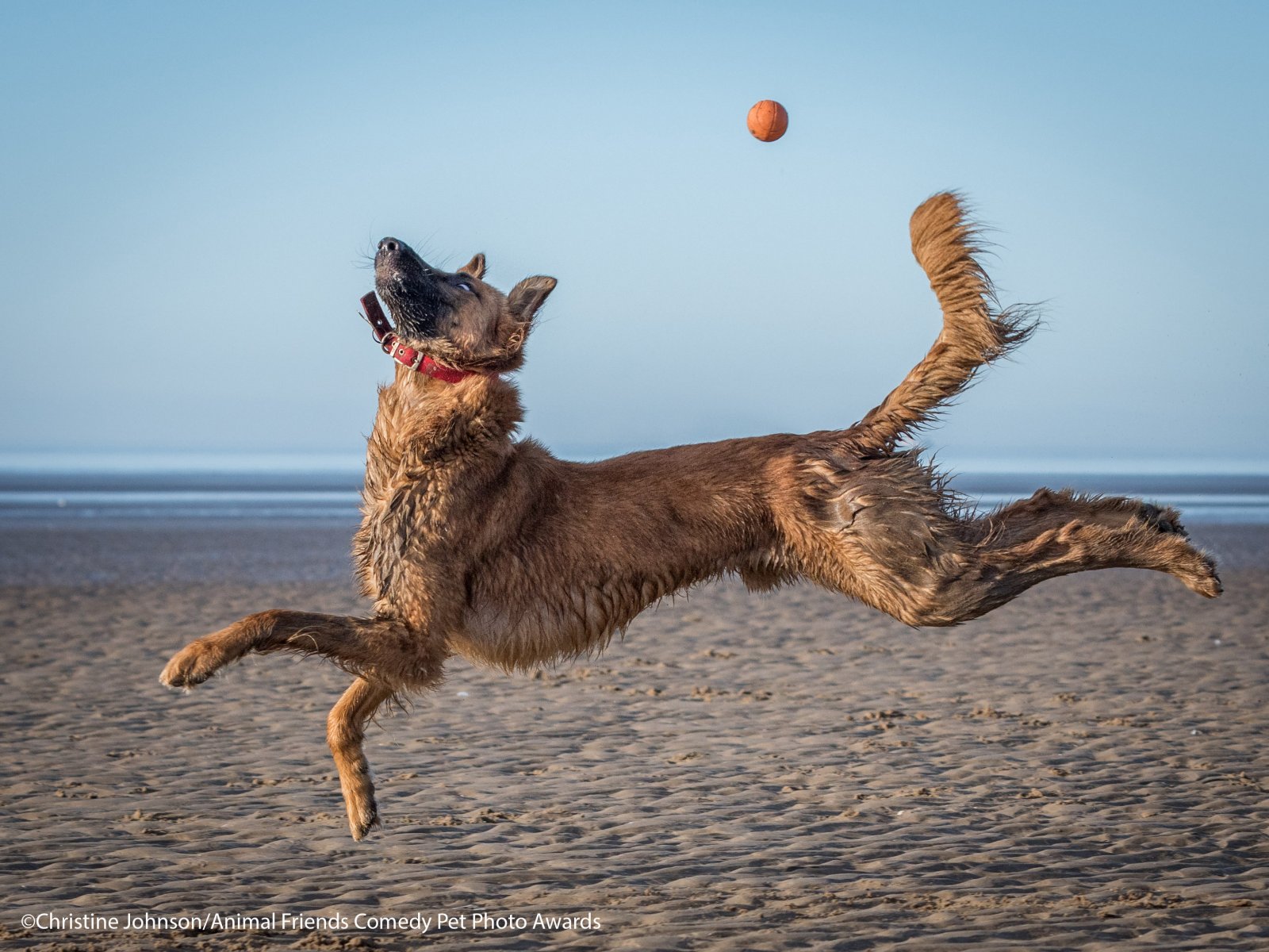 Comedy-Pet-Photo-Awards-2021-20.jpg