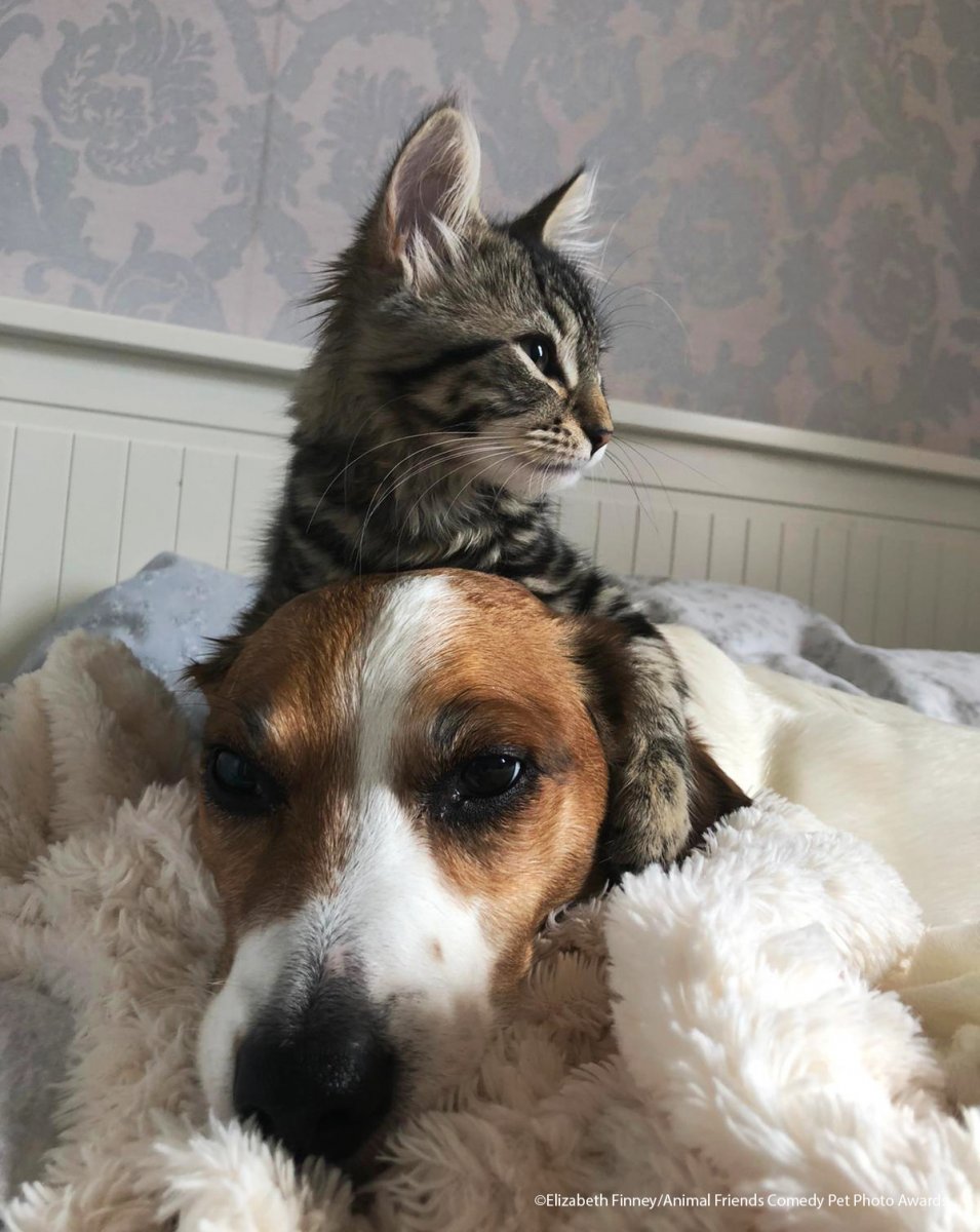 Comedy-Pet-Photo-Awards-2021-22.jpg