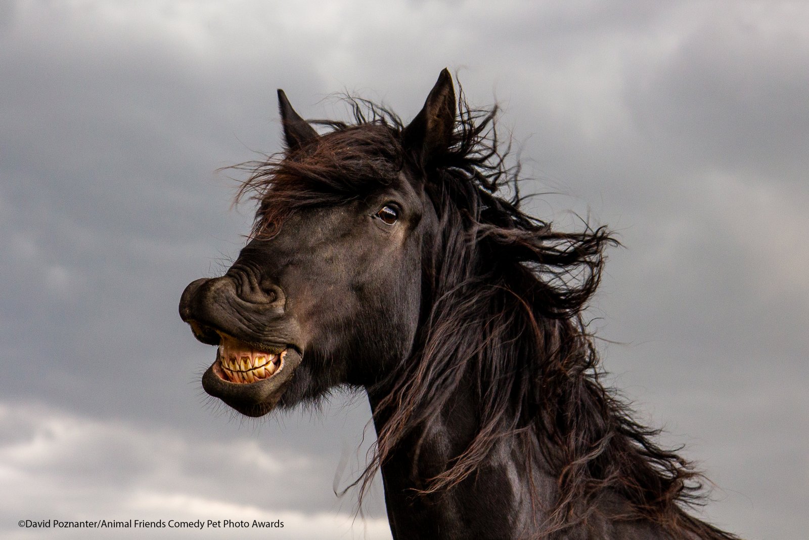 Comedy-Pet-Photo-Awards-2021-24.jpg