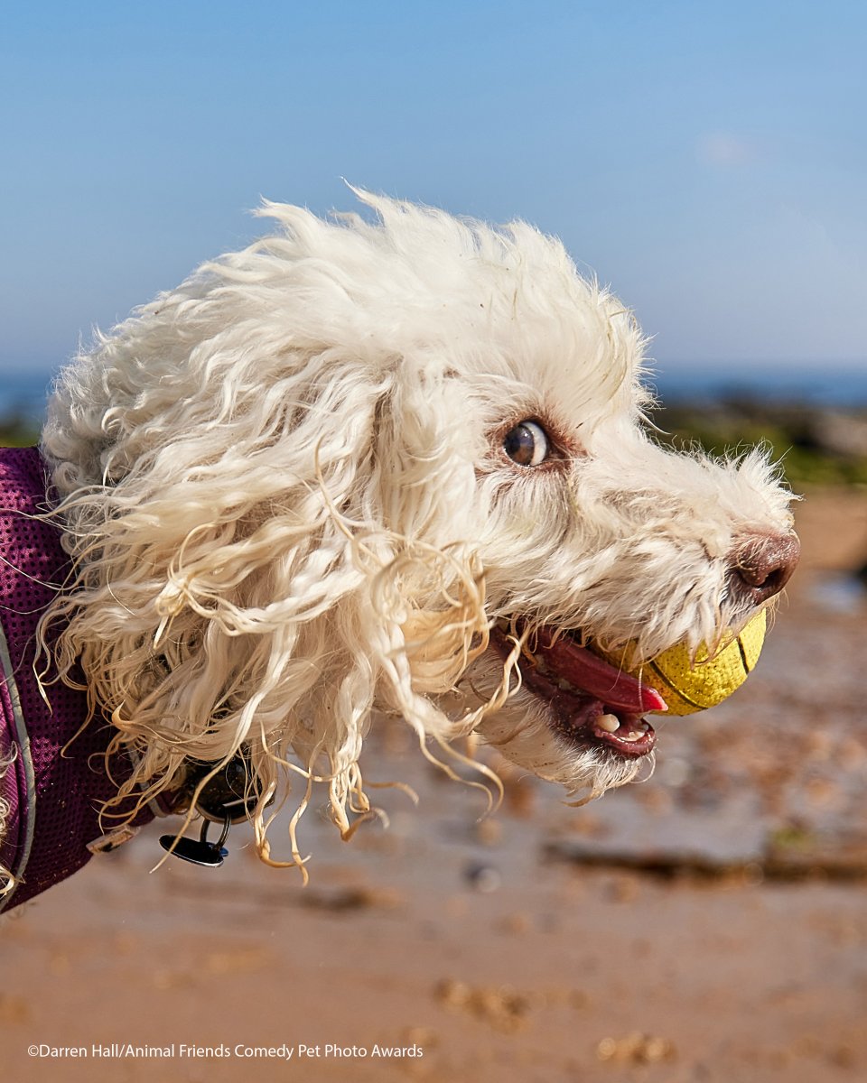 Comedy-Pet-Photo-Awards-2021-25.jpg