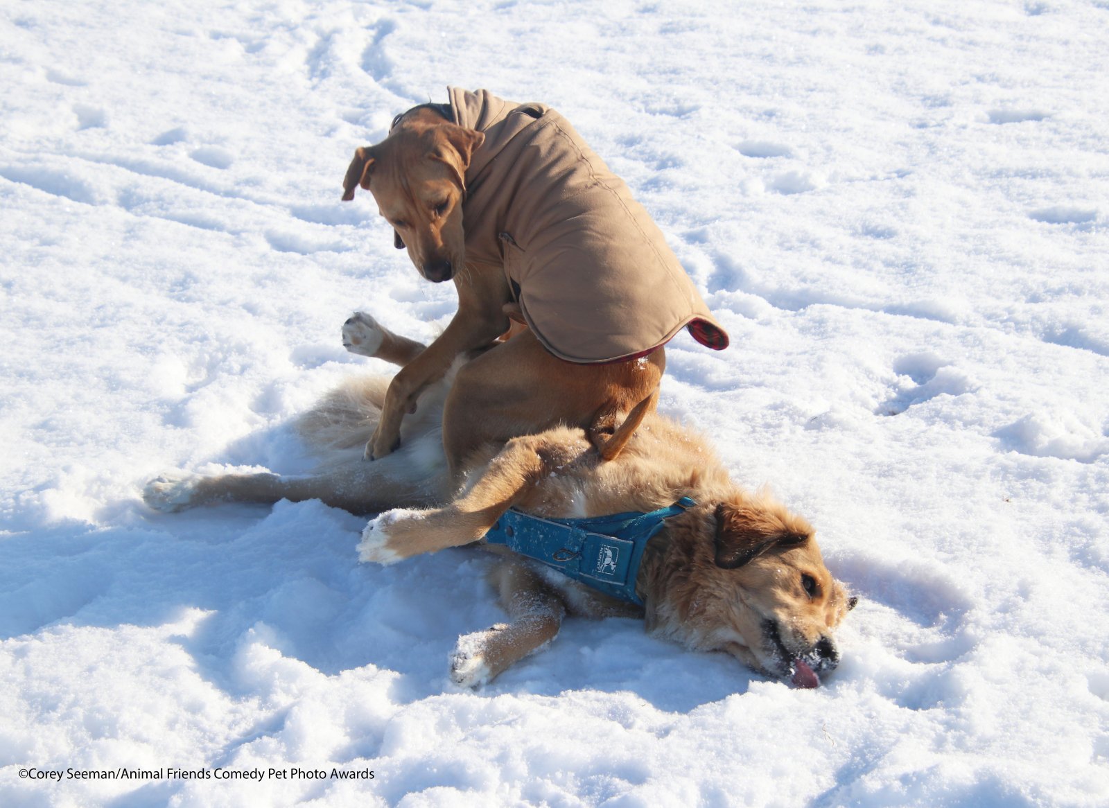 Comedy-Pet-Photo-Awards-2021-26.jpg