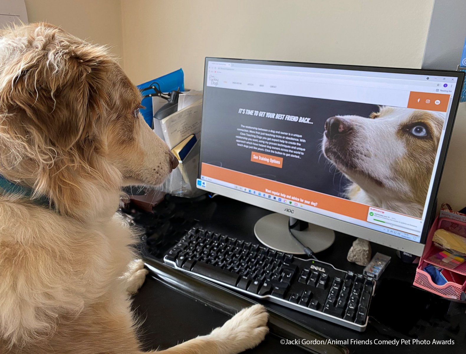 Comedy-Pet-Photo-Awards-2021-28.jpg