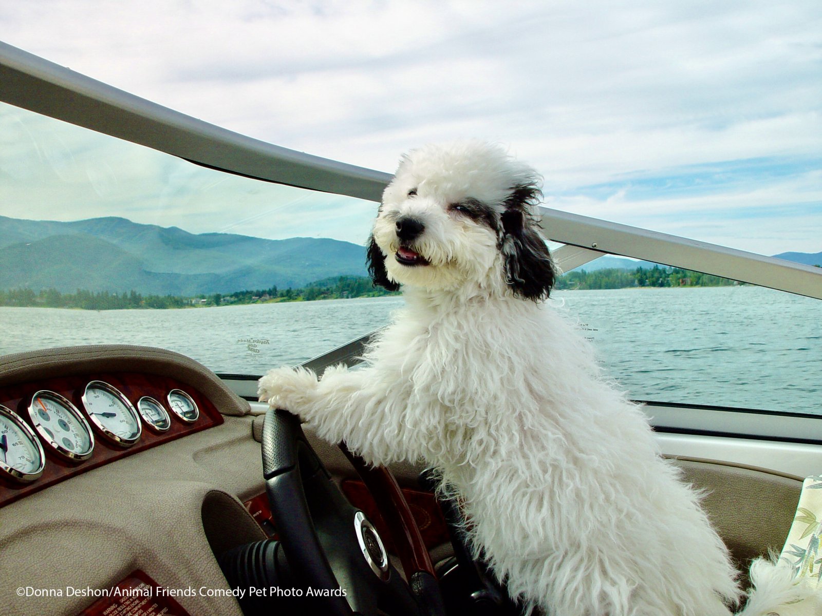 Comedy-Pet-Photo-Awards-2021-29.jpg