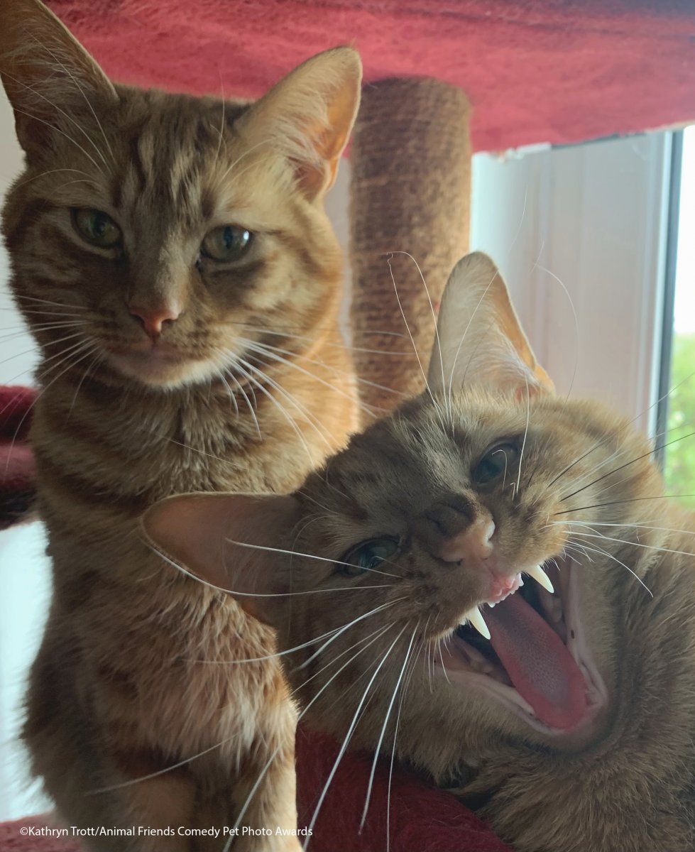 Comedy-Pet-Photo-Awards-2021-32.jpg