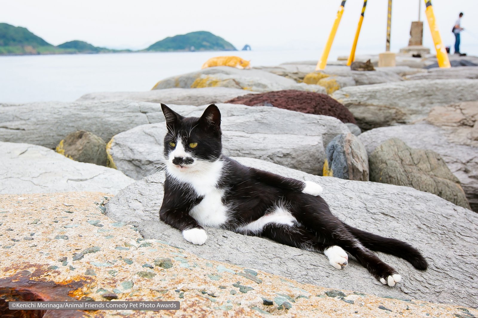 Comedy-Pet-Photo-Awards-2021-33.jpg