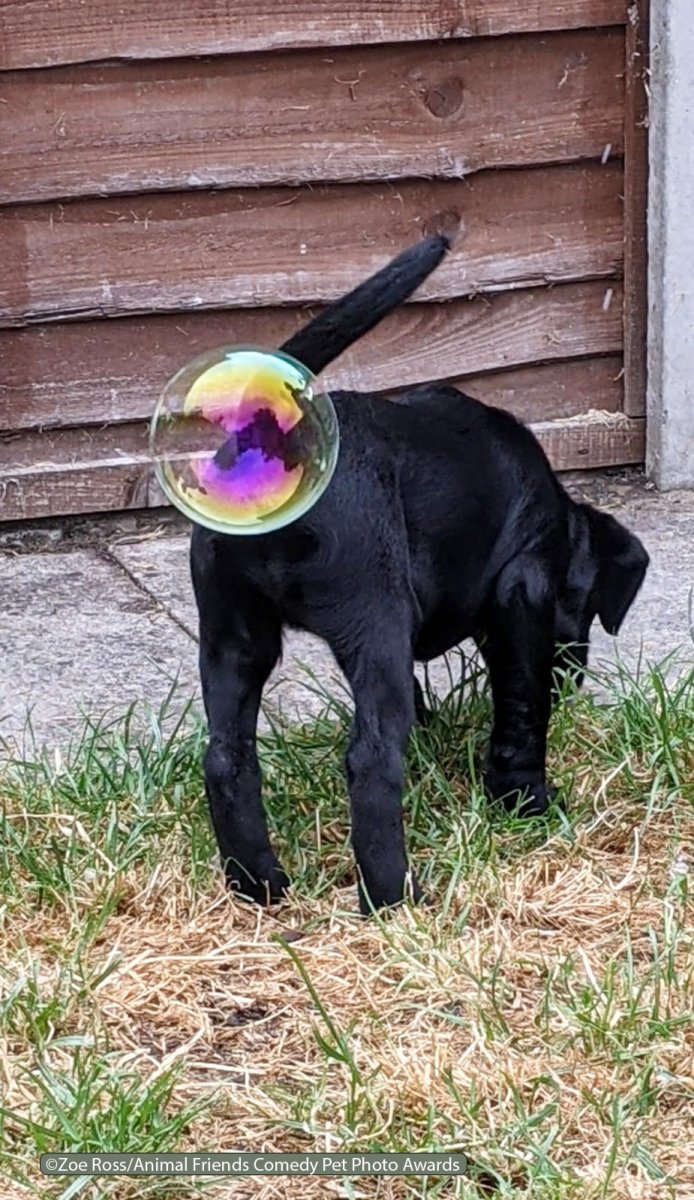 Comedy-Pet-Photo-Awards-2021-38.jpg