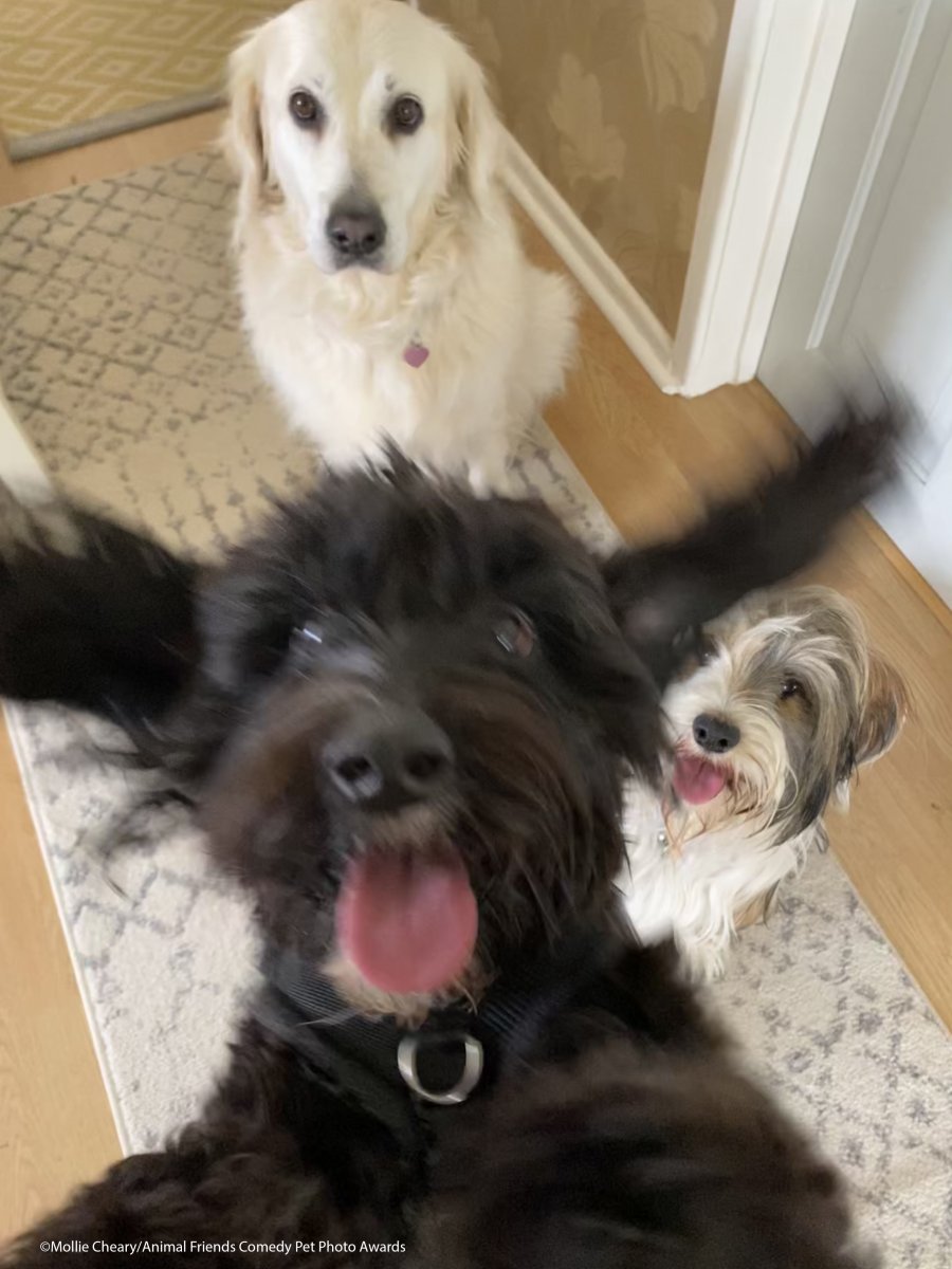 Comedy-Pet-Photo-Awards-2021-39.jpg