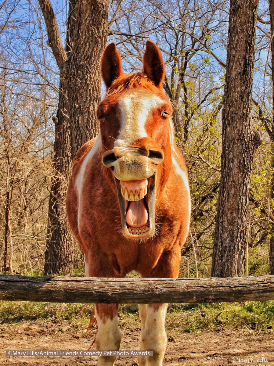 Comedy-Pet-Photo-Awards-2021-5.jpg