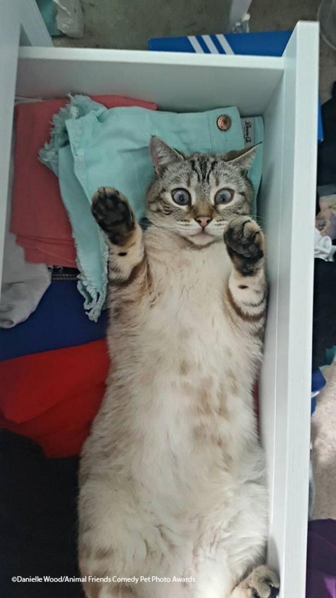 Comedy-Pet-Photo-Awards-2021-7.jpg