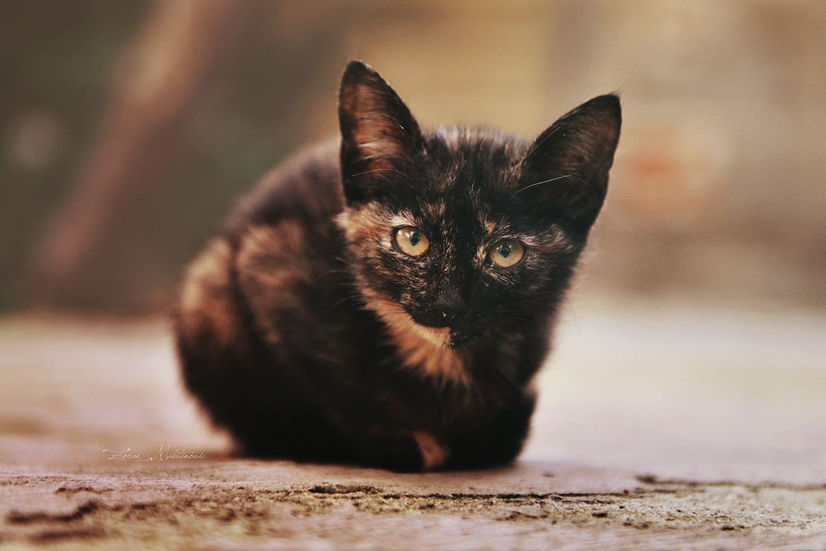Kitty-cat-4.jpg