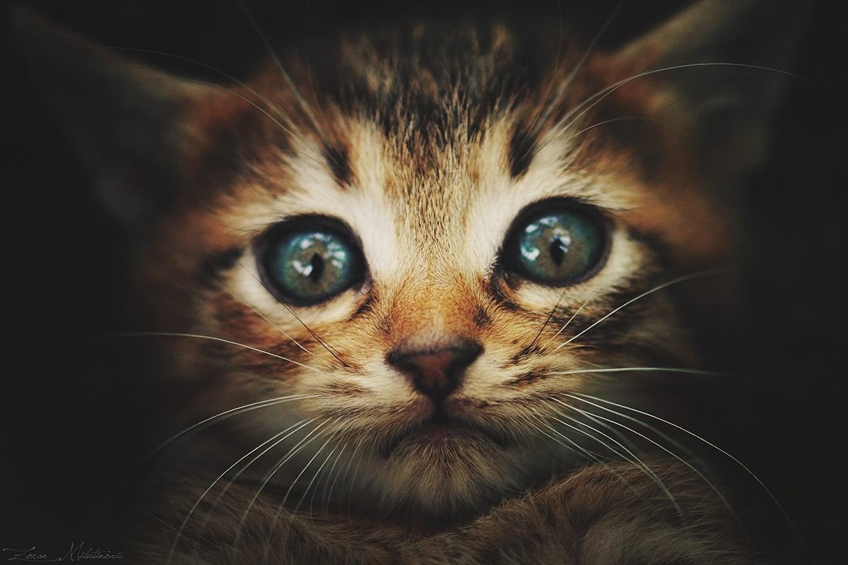 Kitty-cat-7.jpg