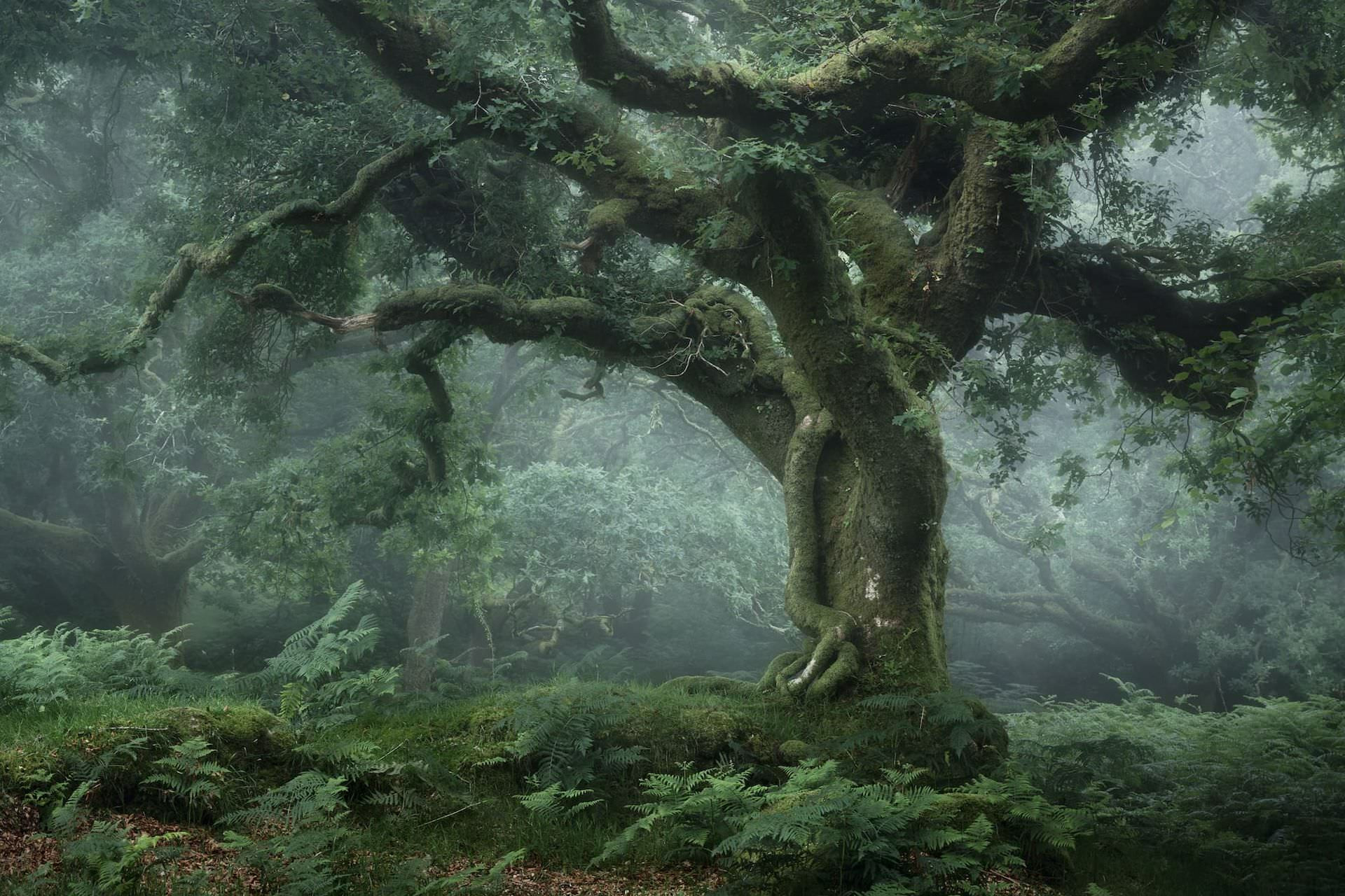 Английские леса в объективе фотографа Neil Burnell