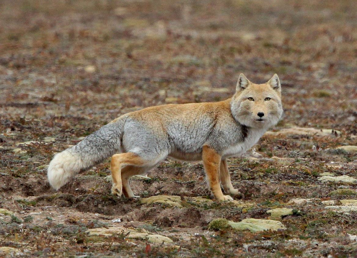 Tibetan_Fox_1.jpg