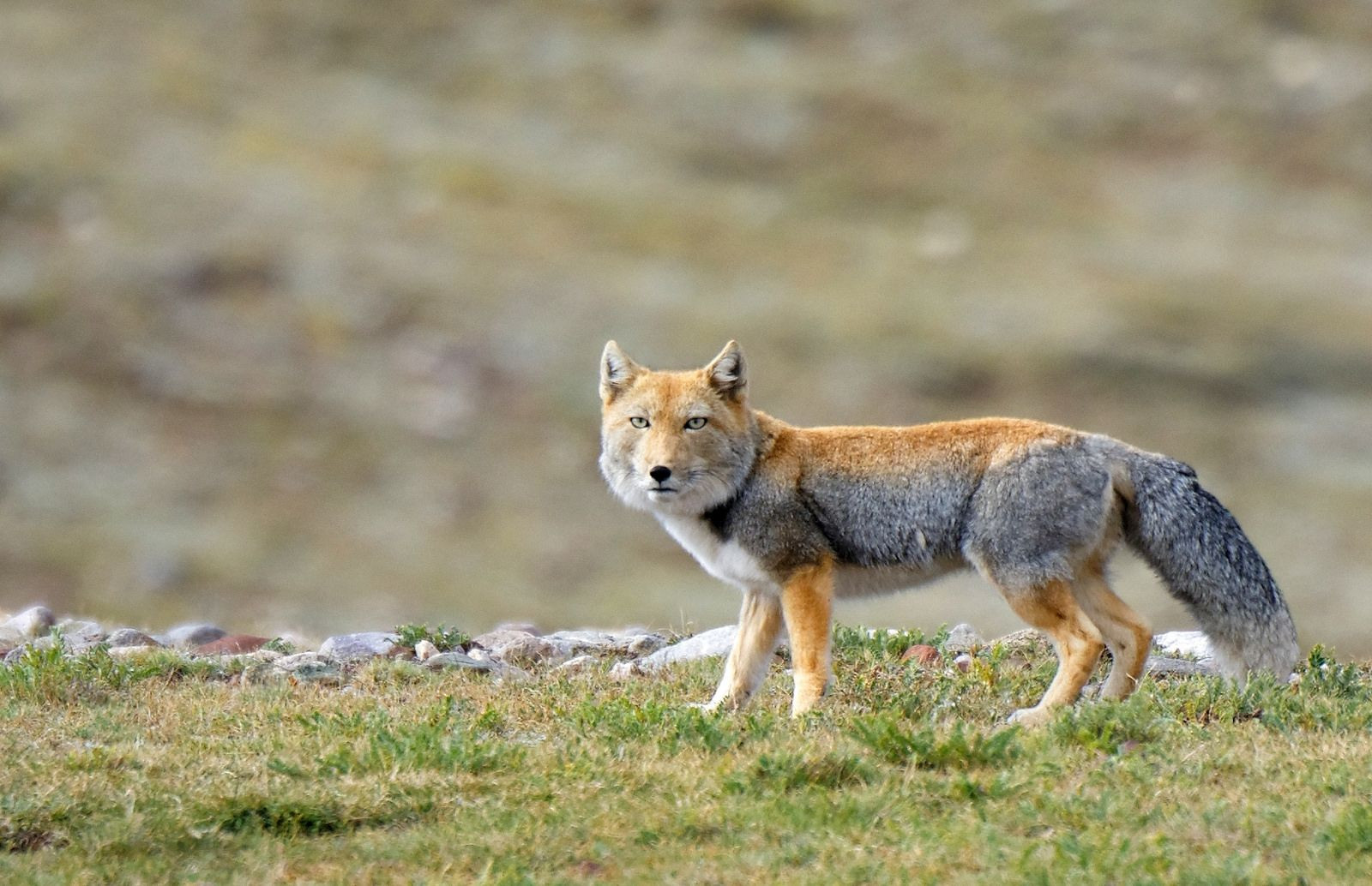 Tibetan_Fox_2.jpg