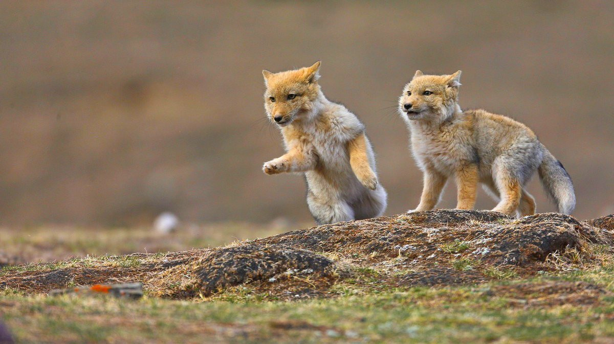 Tibetan_Fox_3.jpg