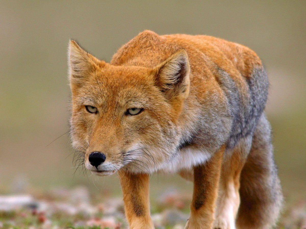 Tibetan_Fox_4.jpg