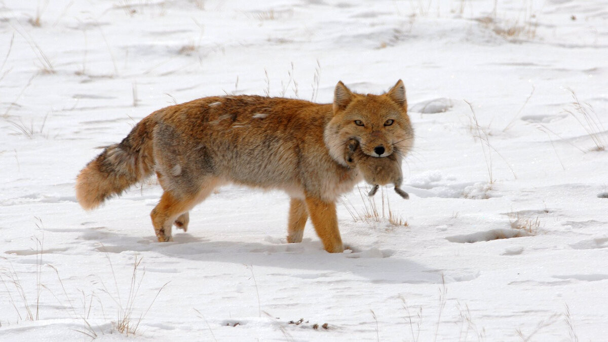 Tibetan_Fox_5.jpg