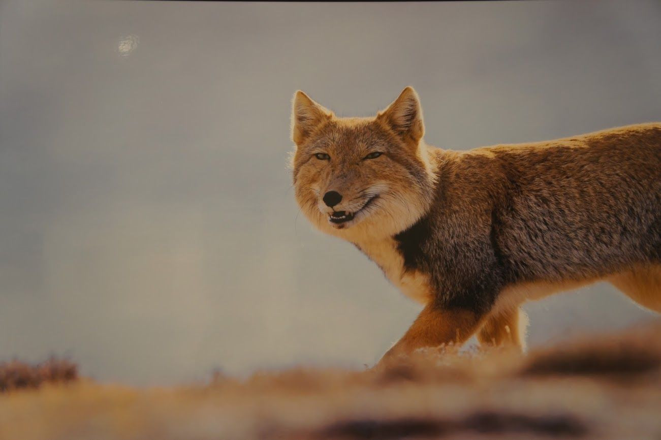 Tibetan_Fox_6.jpg