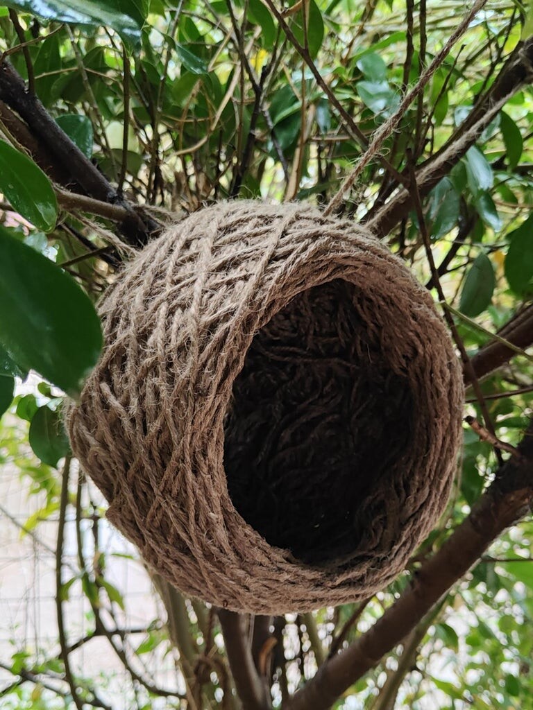 Bird's Nest 12