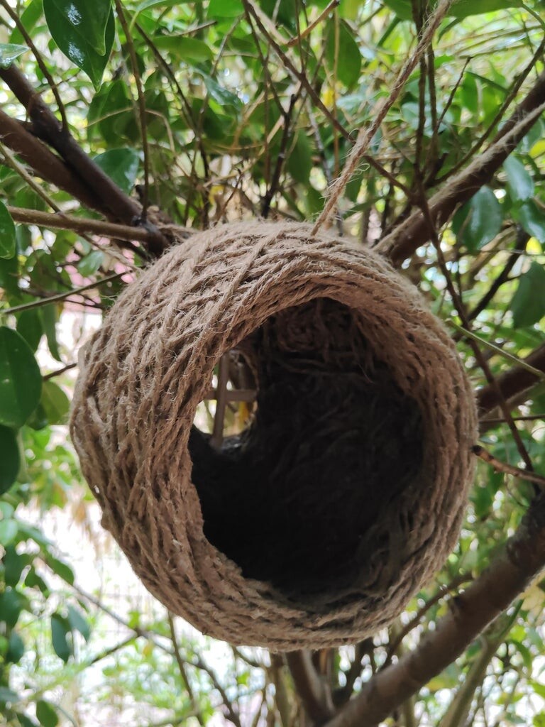 Bird's Nest 13