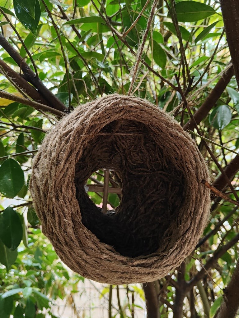 Bird's Nest
