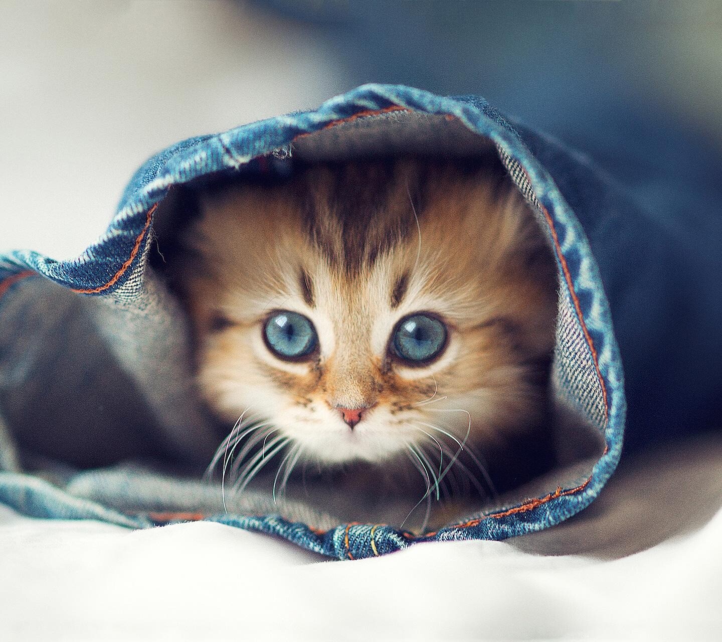 kitty cat 1