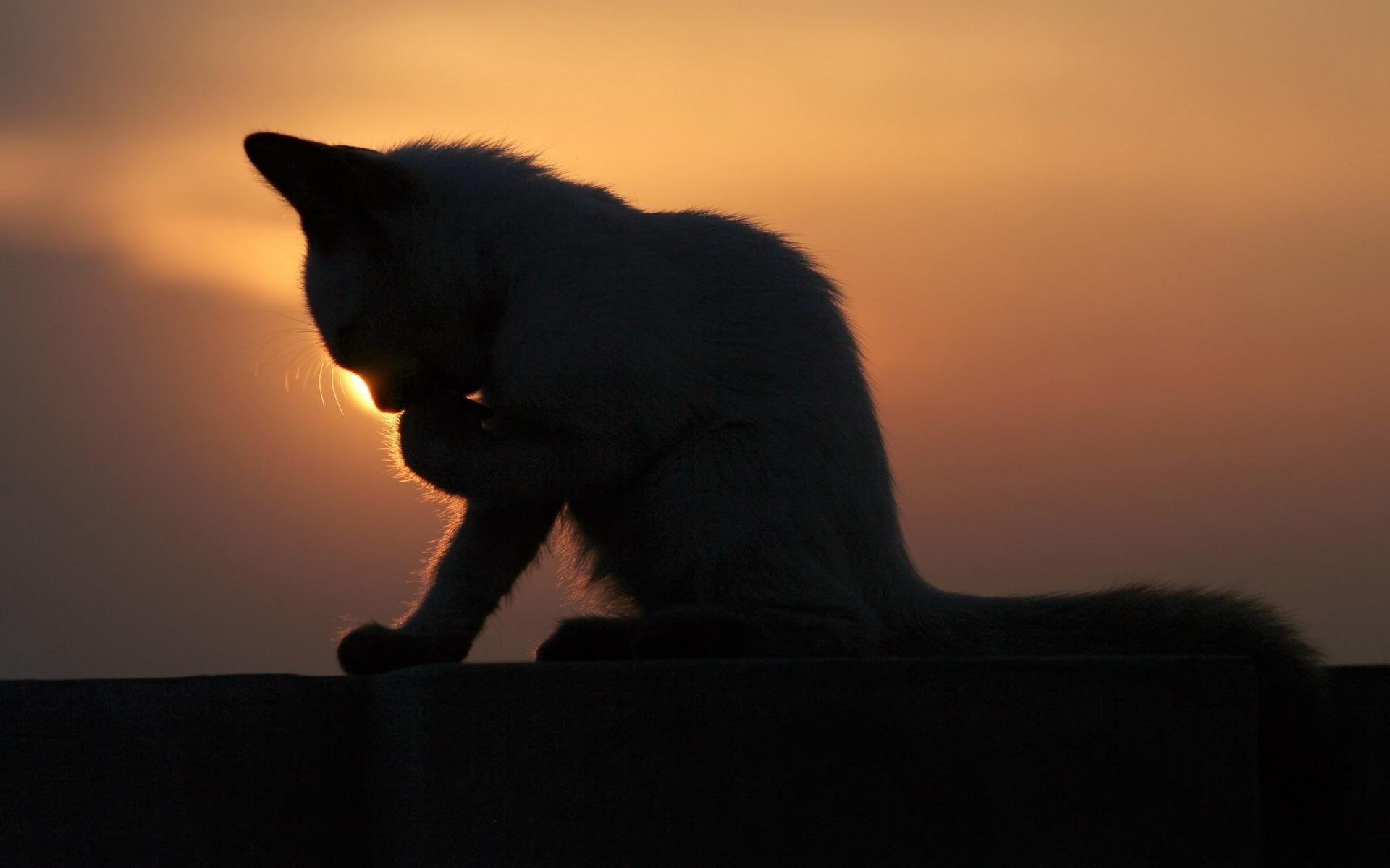 kitty cat 10