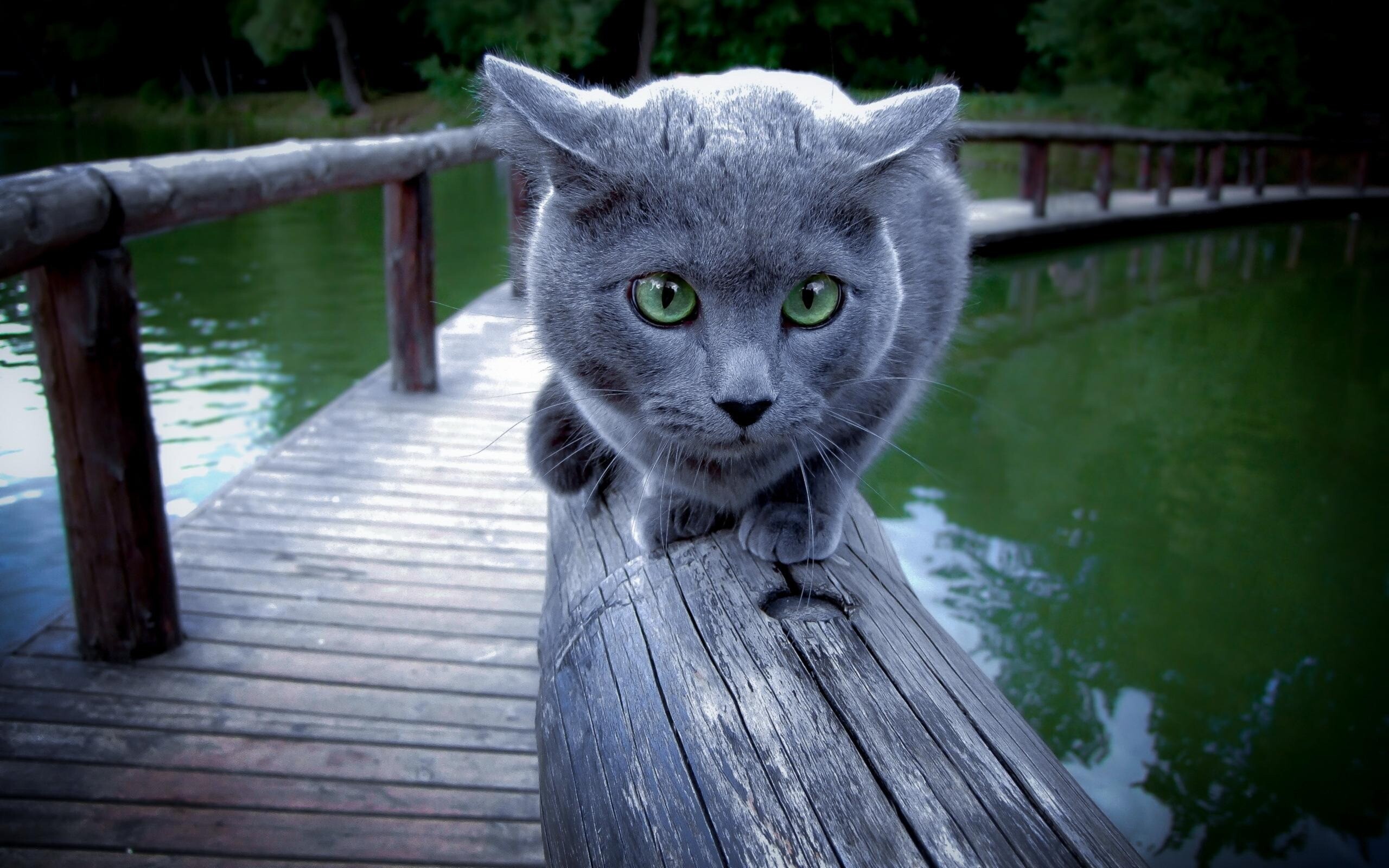 kitty cat 11