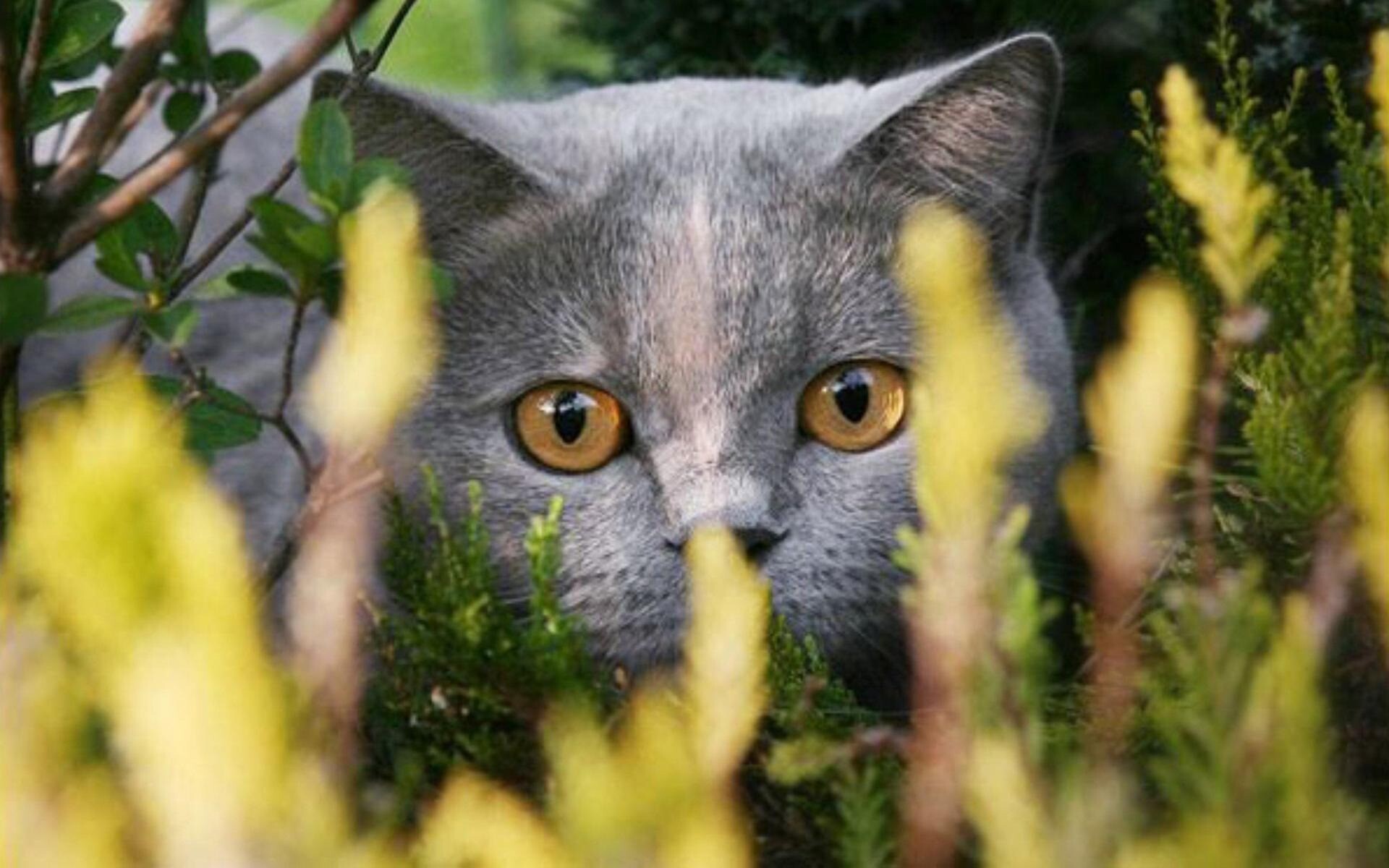 kitty cat 13