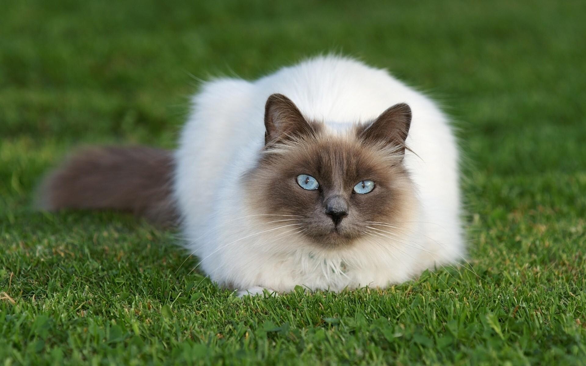 kitty cat 14