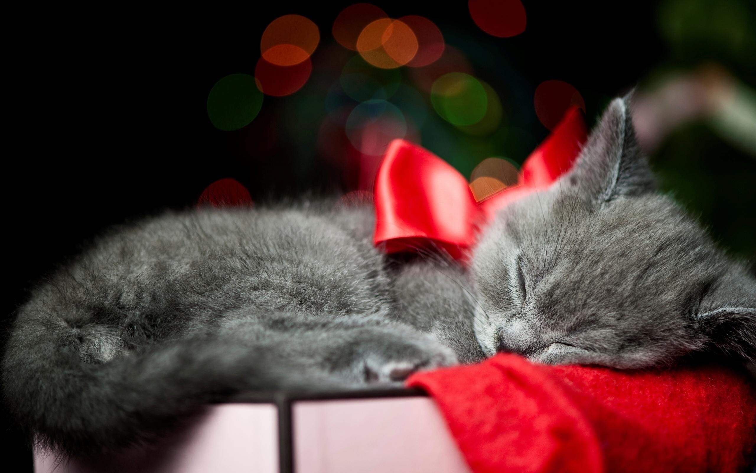 kitty cat 17