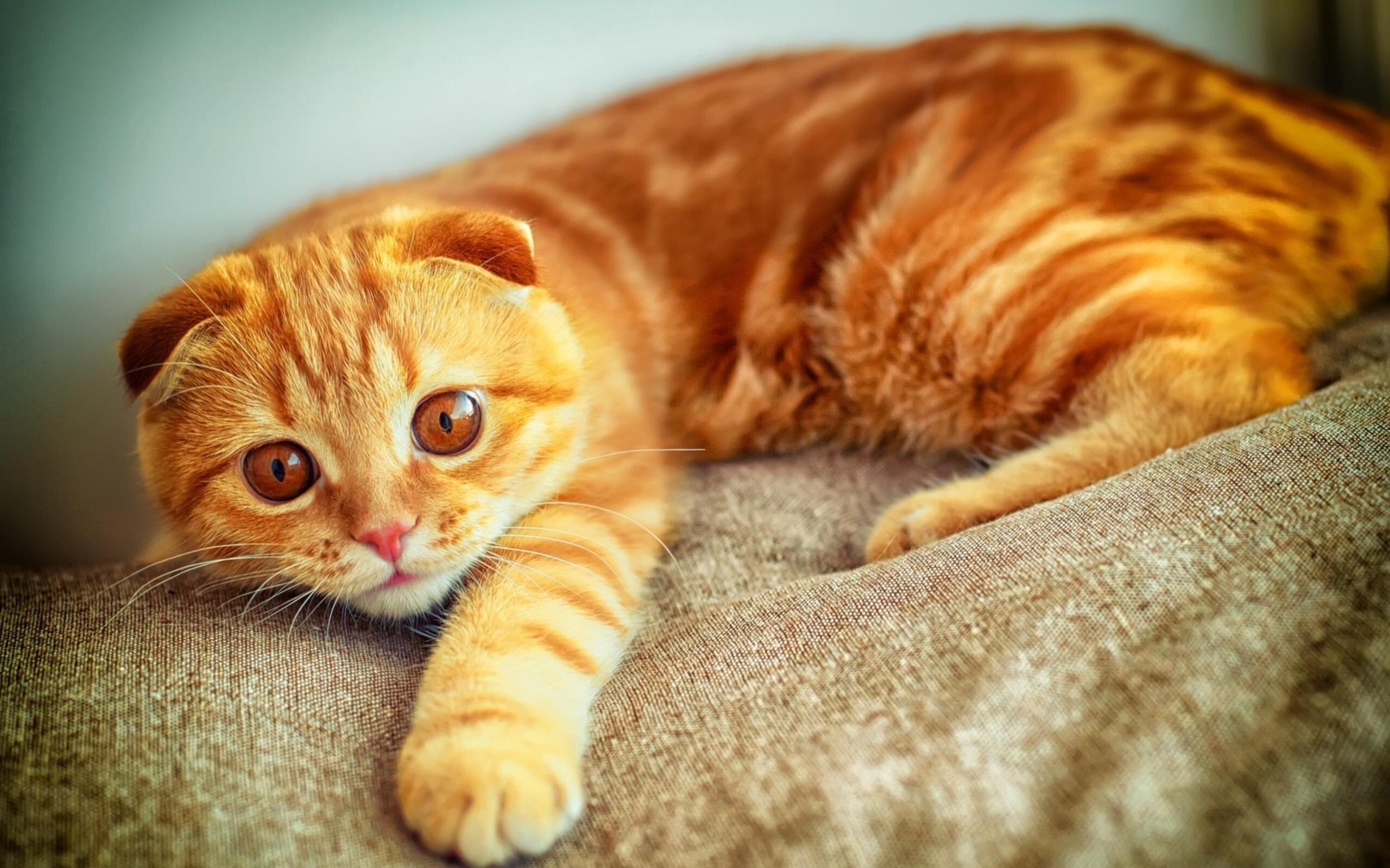 kitty cat 18