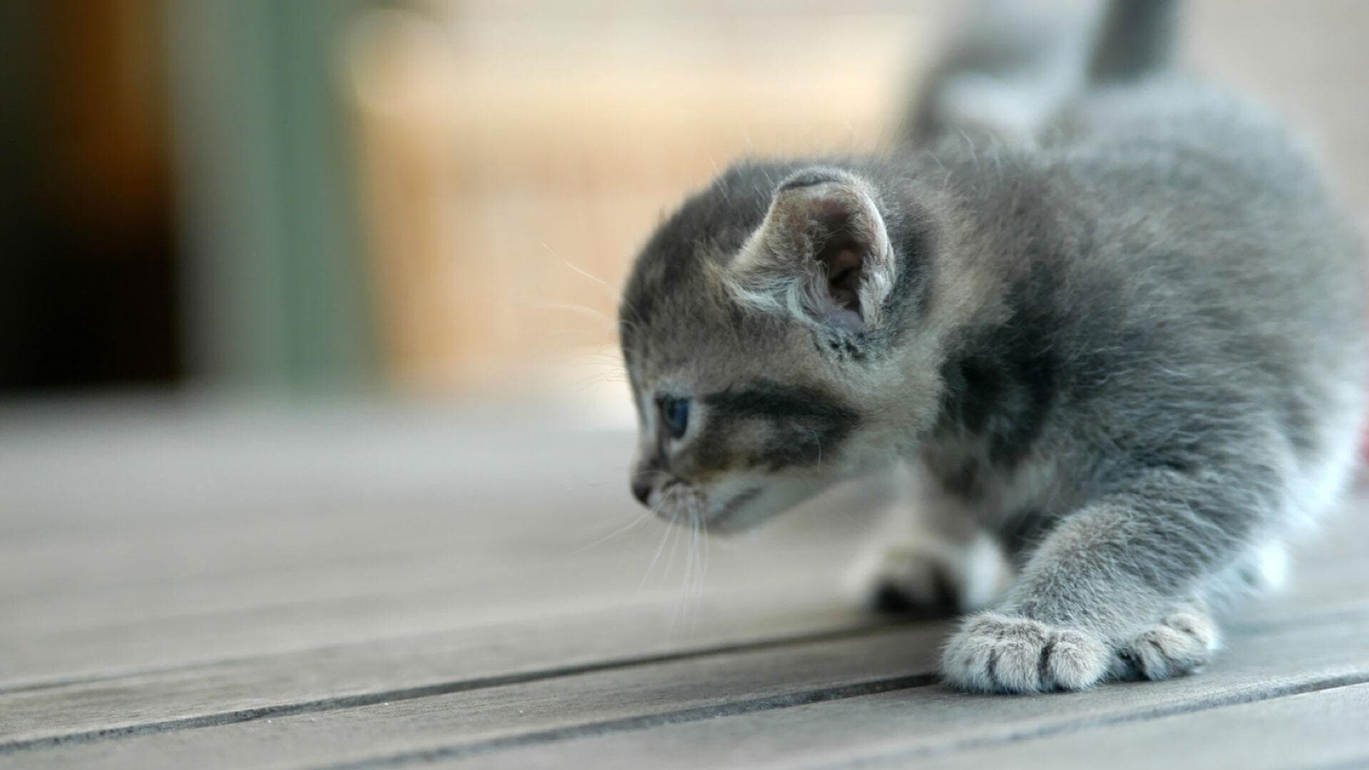 kitty cat 19