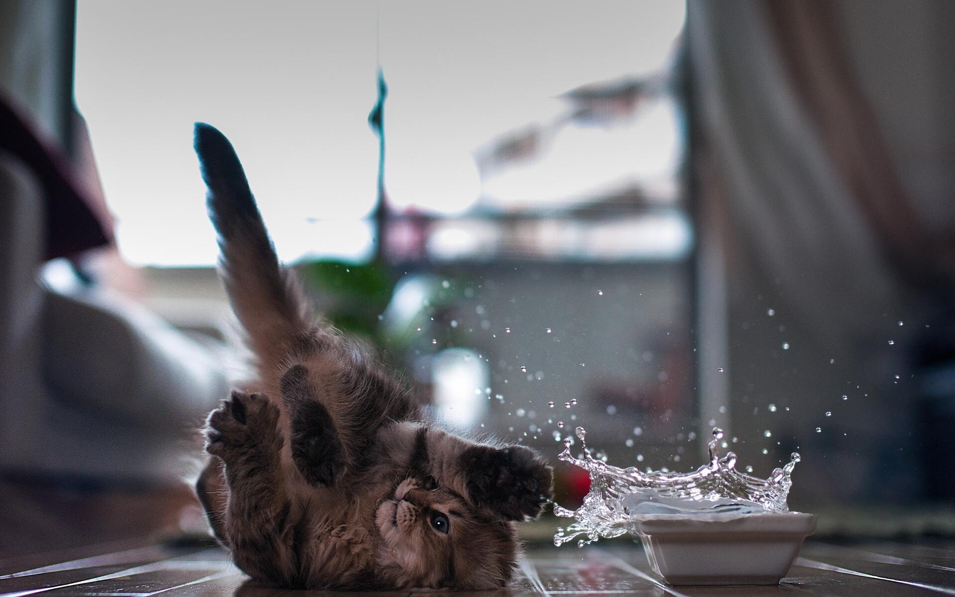 kitty cat 2