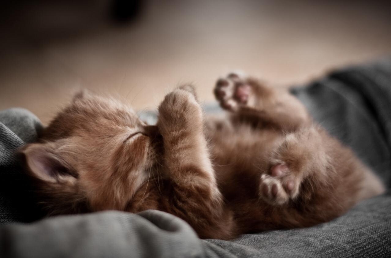 kitty cat 20