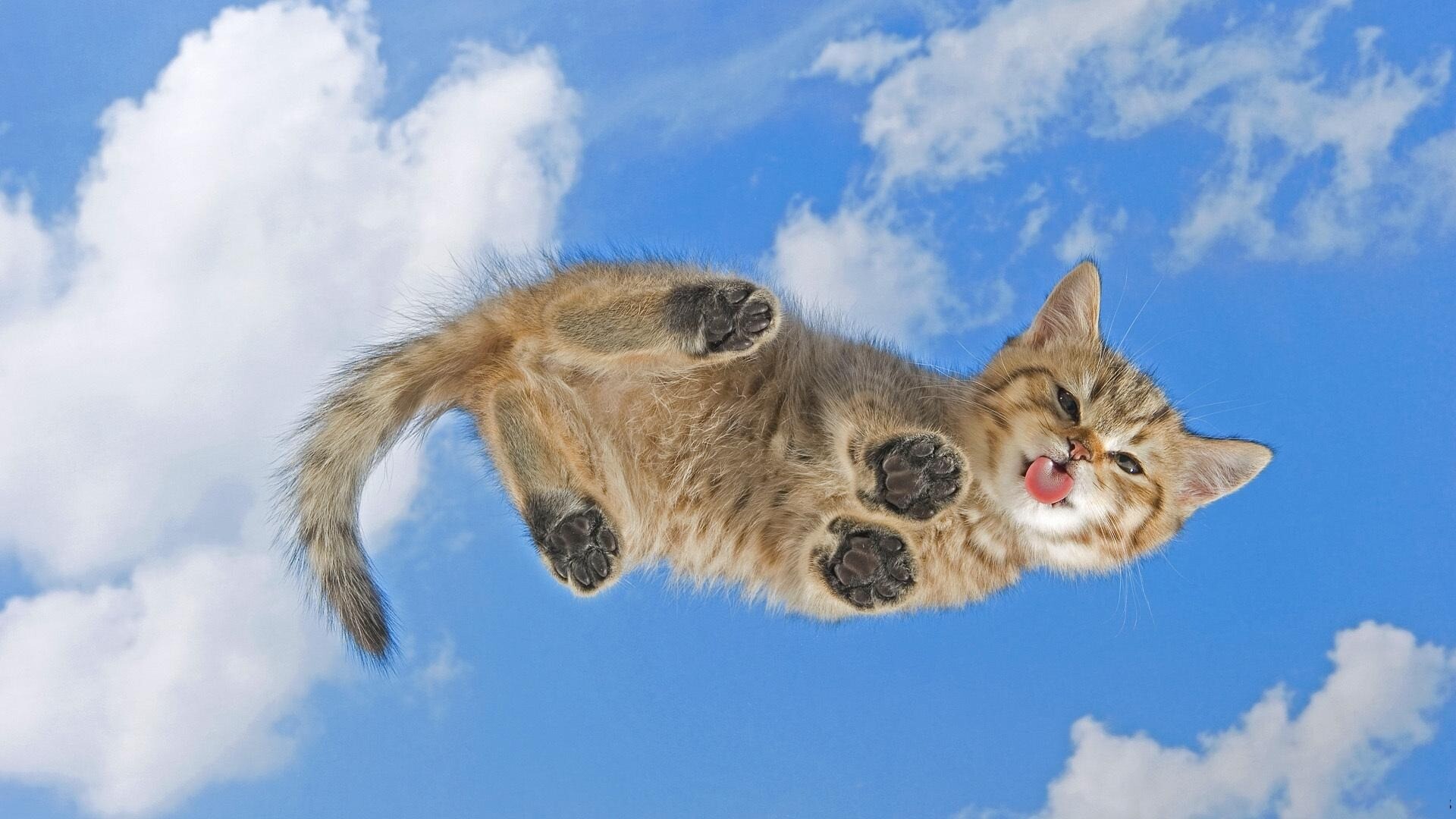 kitty cat 21