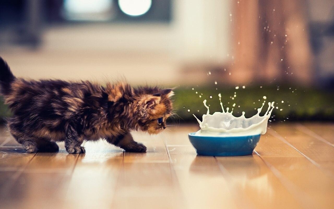 kitty cat 23