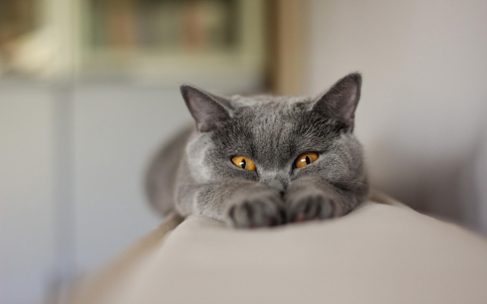 kitty cat 24