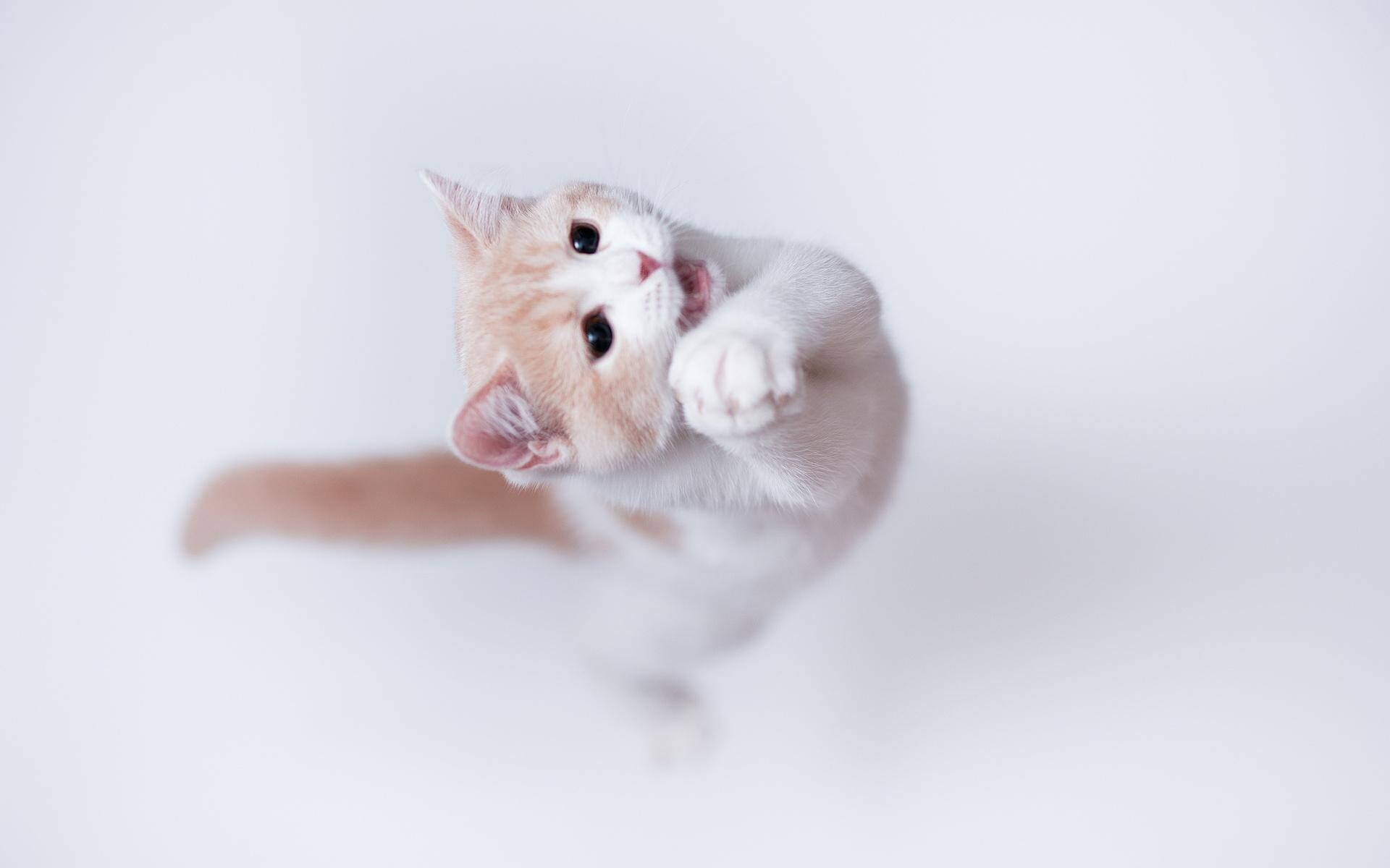 kitty cat 25